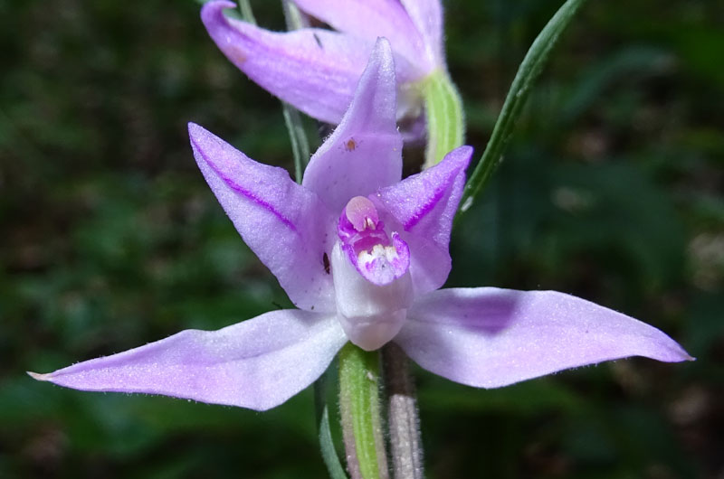 domanda su....Cephalanthera rubra